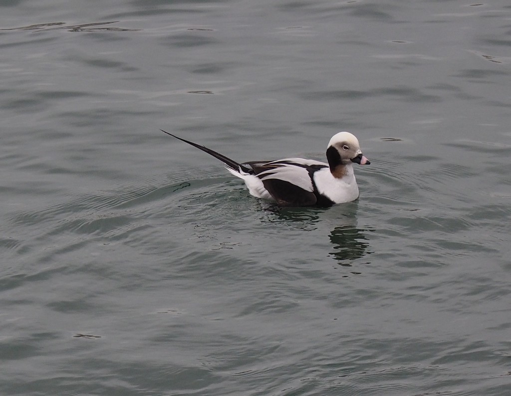 Long Tailed Duck by selkie