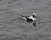 21st Jan 2017 - Long Tailed Duck