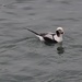 Long Tailed Duck by selkie