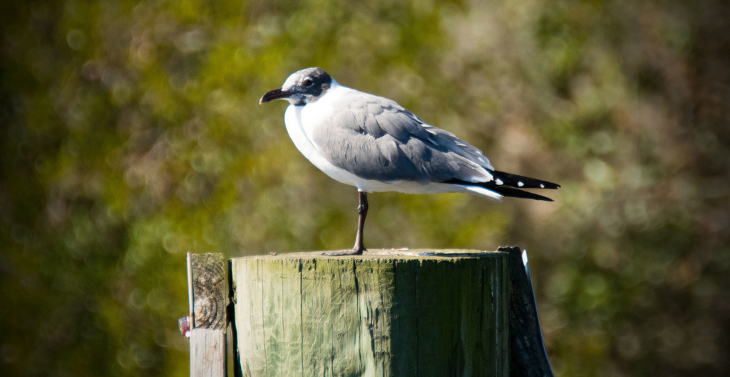Seagull on the Post! by rickster549