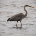 Blue Heron on the Prowl! by rickster549