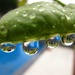 Peapod droplets! by ludwigsdiana