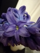 26th Jan 2017 - First hyacinth flower