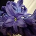 First hyacinth flower by plainjaneandnononsense