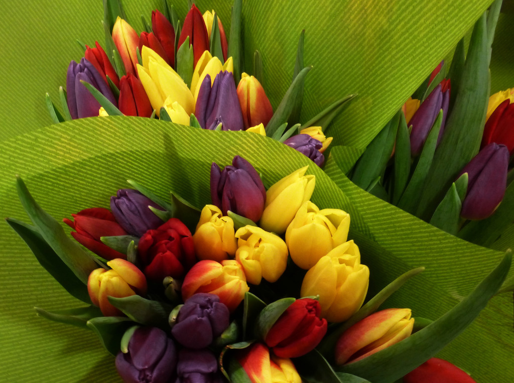 a rainbow of tulips by quietpurplehaze