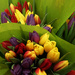 a rainbow of tulips by quietpurplehaze