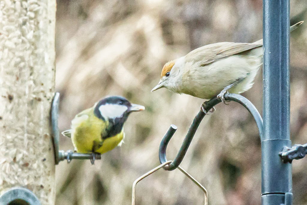 2017 01 27 - Standoff at the feeder by pamknowler