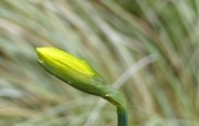 27th Jan 2017 - First Daffodil