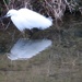 Fluffy Egret by davemockford