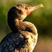 Cormorant by danette