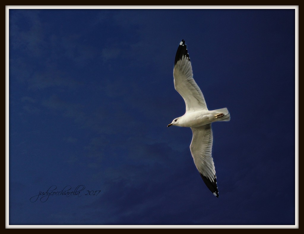 Bird in Flight by judyc57