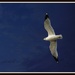 Bird in Flight by judyc57