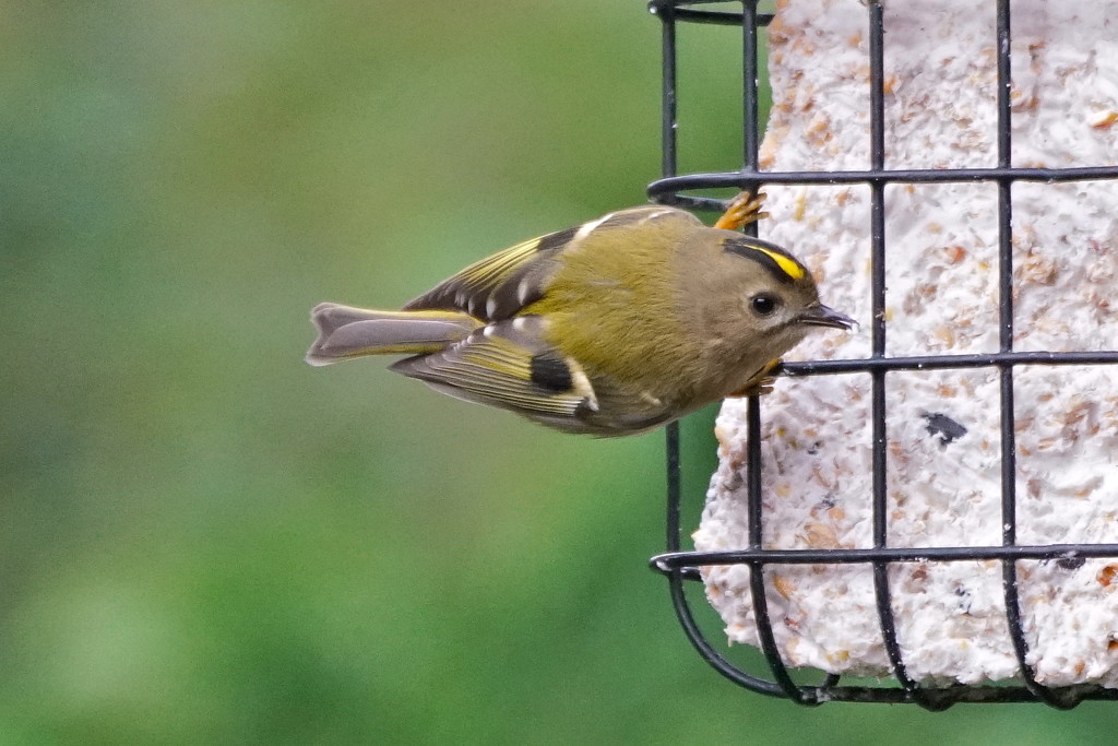 THE GOLDCREST IS BACK by markp