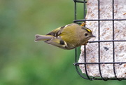 27th Jan 2017 - THE GOLDCREST IS BACK