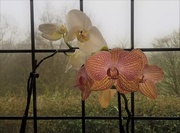 27th Jan 2017 - The world of orchids