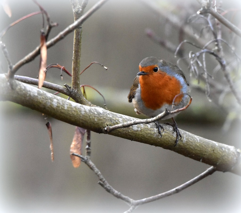 Robins never let me down by rosiekind