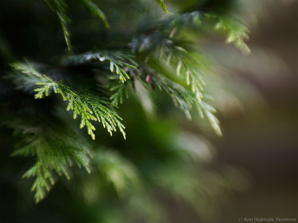 Thuja by atchoo