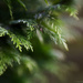 Thuja by atchoo