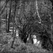 Nuffield woods by judithdeacon
