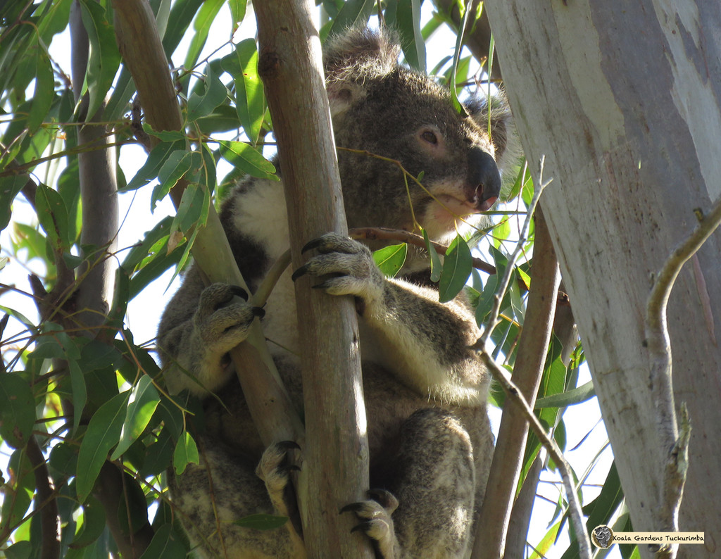 spotting by koalagardens