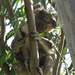 spotting by koalagardens