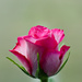 Pink rose by elisasaeter