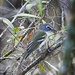 Small Florida Bird by gardencat
