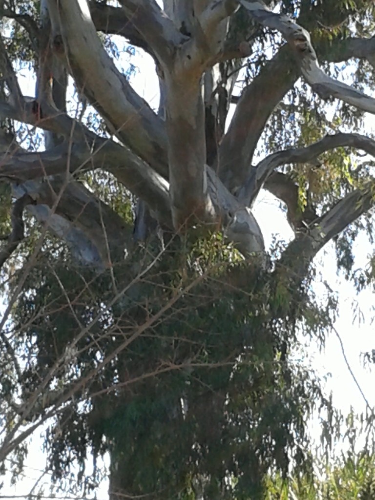 What's a eucalyptus tree doing here in Spain?  by chimfa