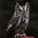 Day 21: Bruce (Gray Screech Owl) by jeanniec57