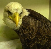 23rd Jan 2017 - Day 23: Poor, Poor American Bald Eagle !