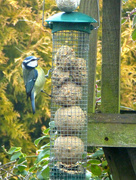 25th Jan 2017 - A Blue Tit at the bird table...