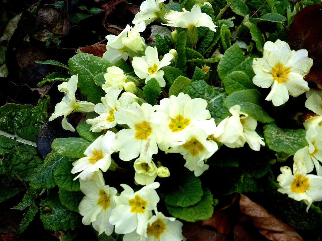 Primroses in January.... by snowy