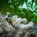 (Day 349) - Tree Nap by cjphoto