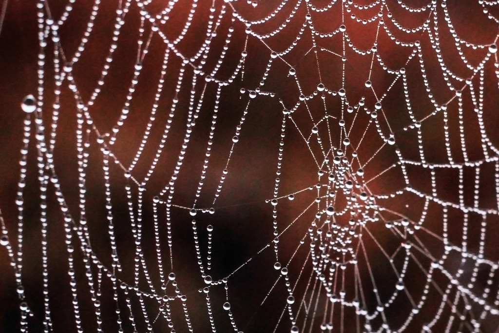 A Lone Spiderweb by milaniet