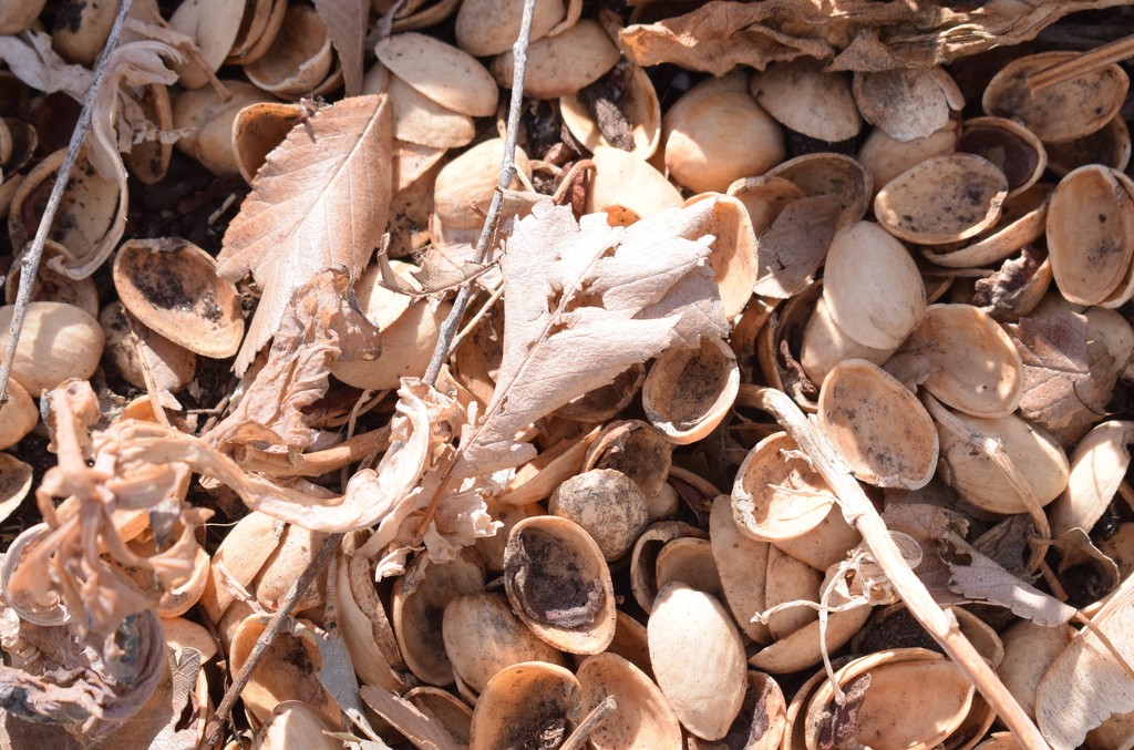 Pistashio shells, twigs, and leaves by sandlily