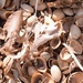 Pistashio shells, twigs, and leaves by sandlily