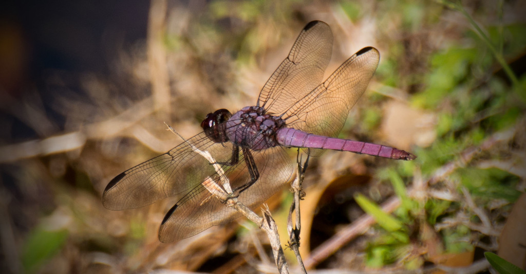 Dragonflys are Still Around! by rickster549