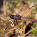 Dragonflys are Still Around! by rickster549