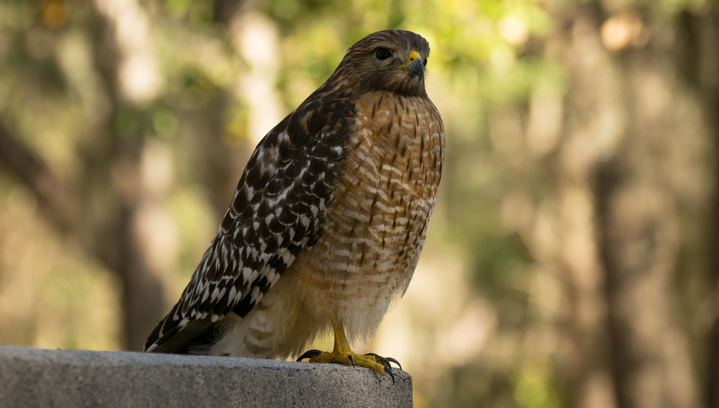 Imagine That, Another Red Shouldered Hawk! by rickster549