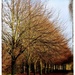A calming tree scene! by lyndamcg