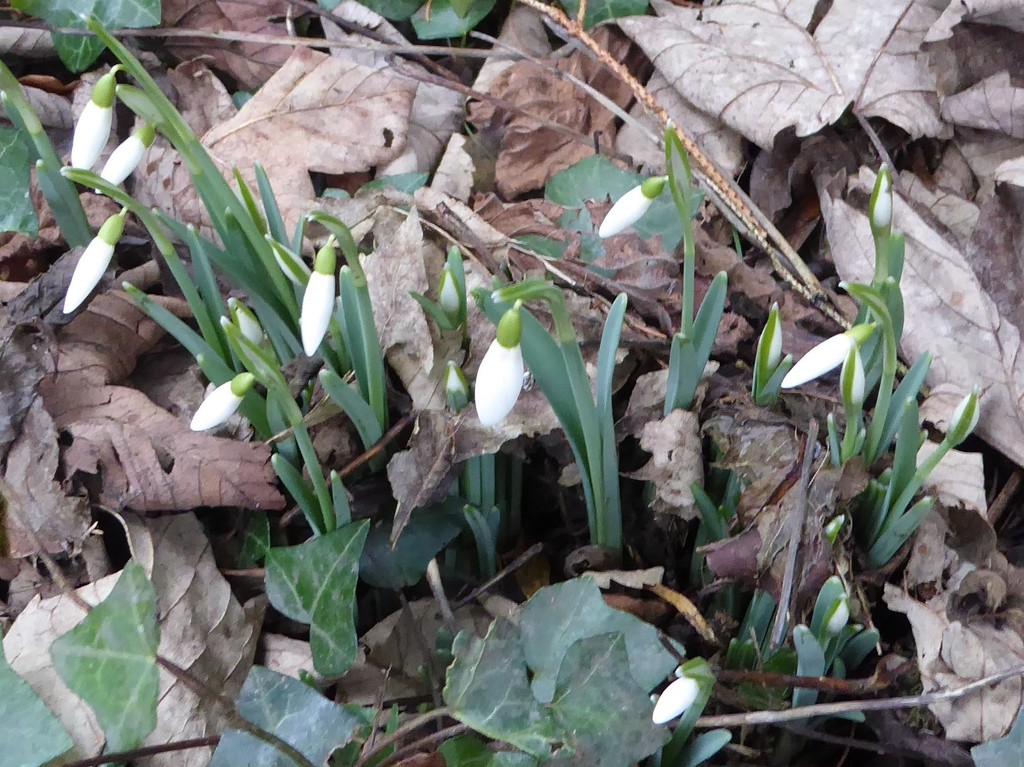  First Snowdrops  by susiemc