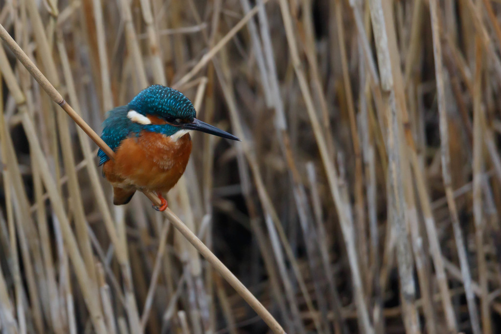 Kingfisher on a reed by padlock