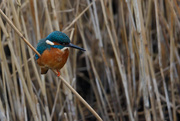 27th Jan 2017 - Kingfisher on a reed