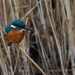 Kingfisher on a reed by padlock