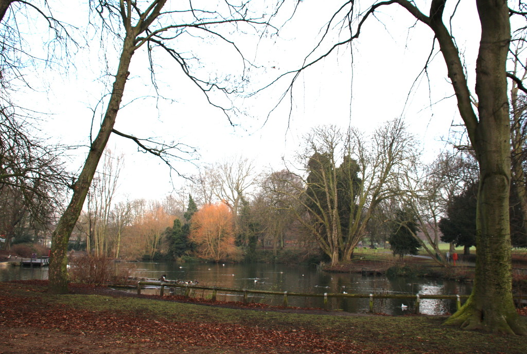 Vernon Park Pond by oldjosh
