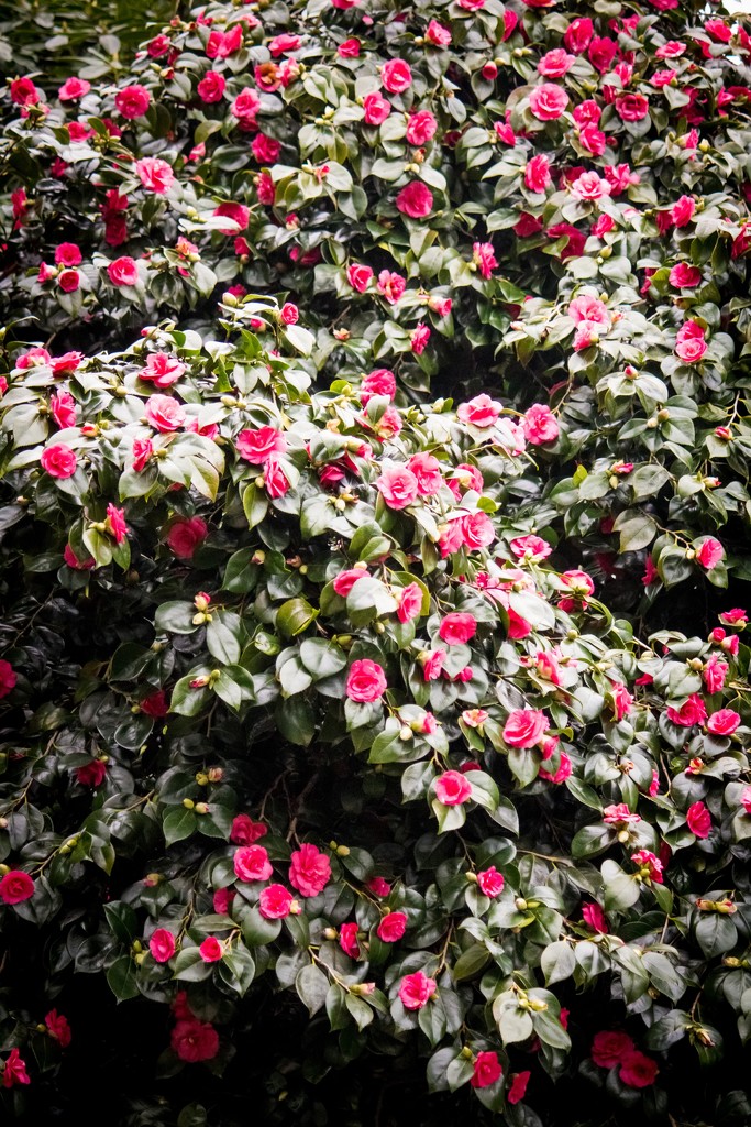 The camelias are out by swillinbillyflynn