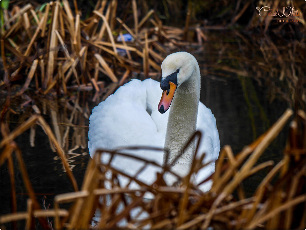 Swan by carolmw