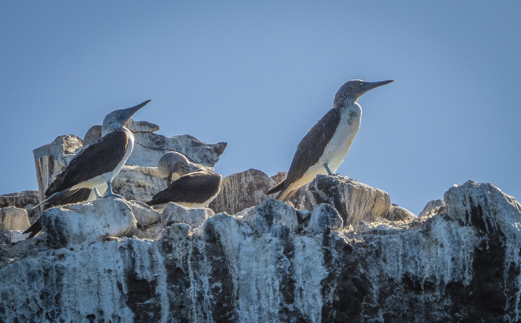 Blue Footed Boobies by jgpittenger