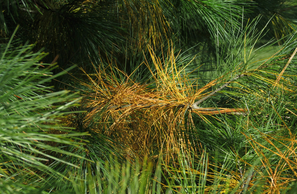 Pine needles by mittens