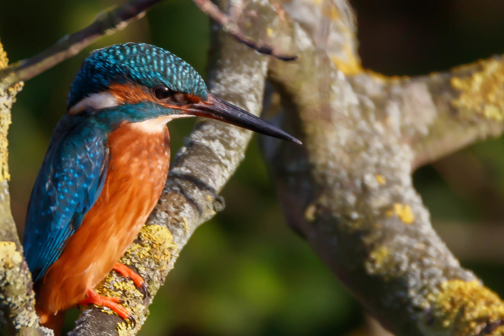 Kingfisher-tall and aware by padlock
